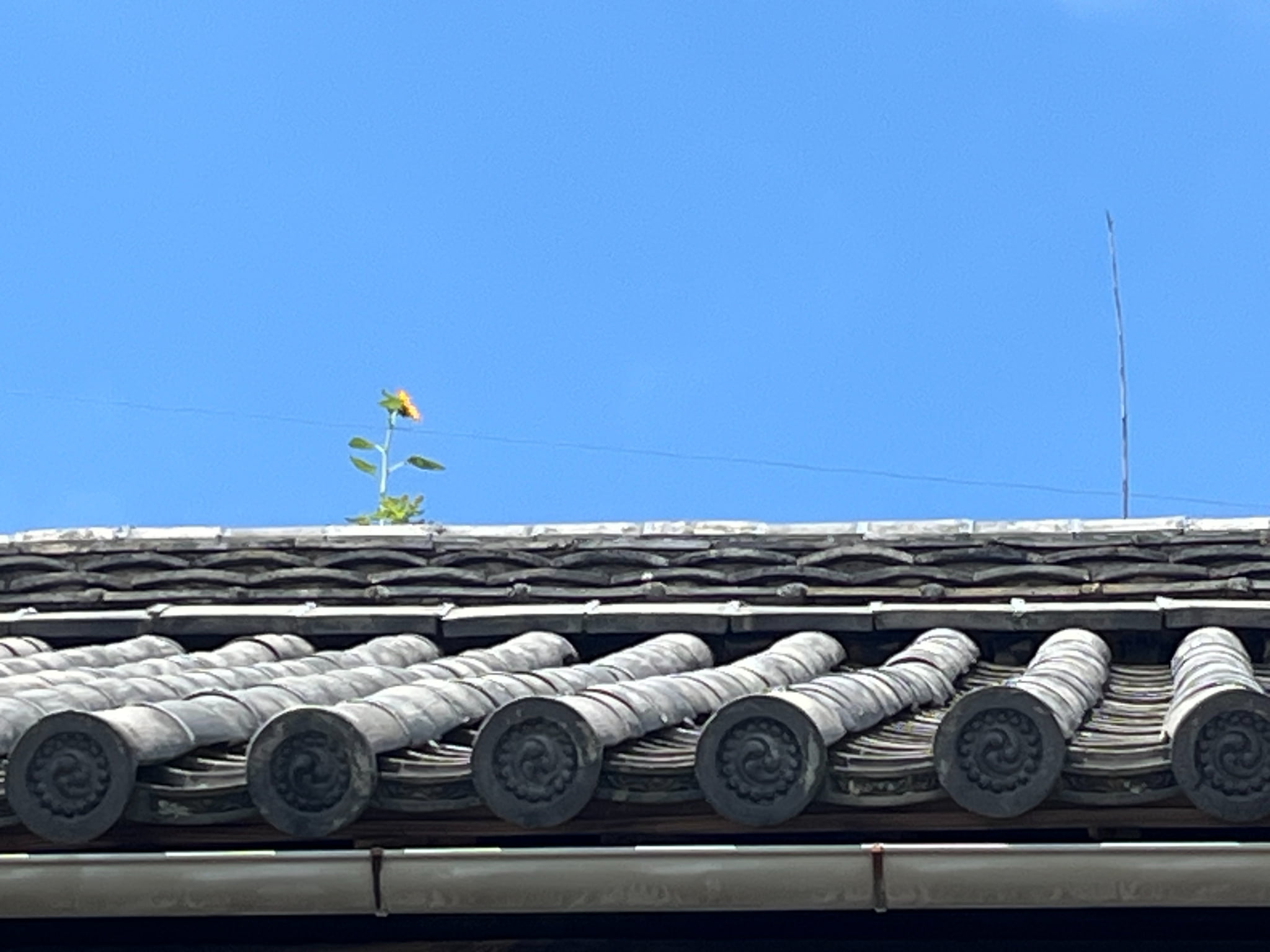 夏季休業のお知らせの画像